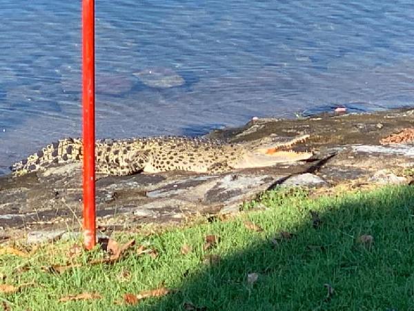 Lonely crocodile spotted at Orchid Country Club on VDay
