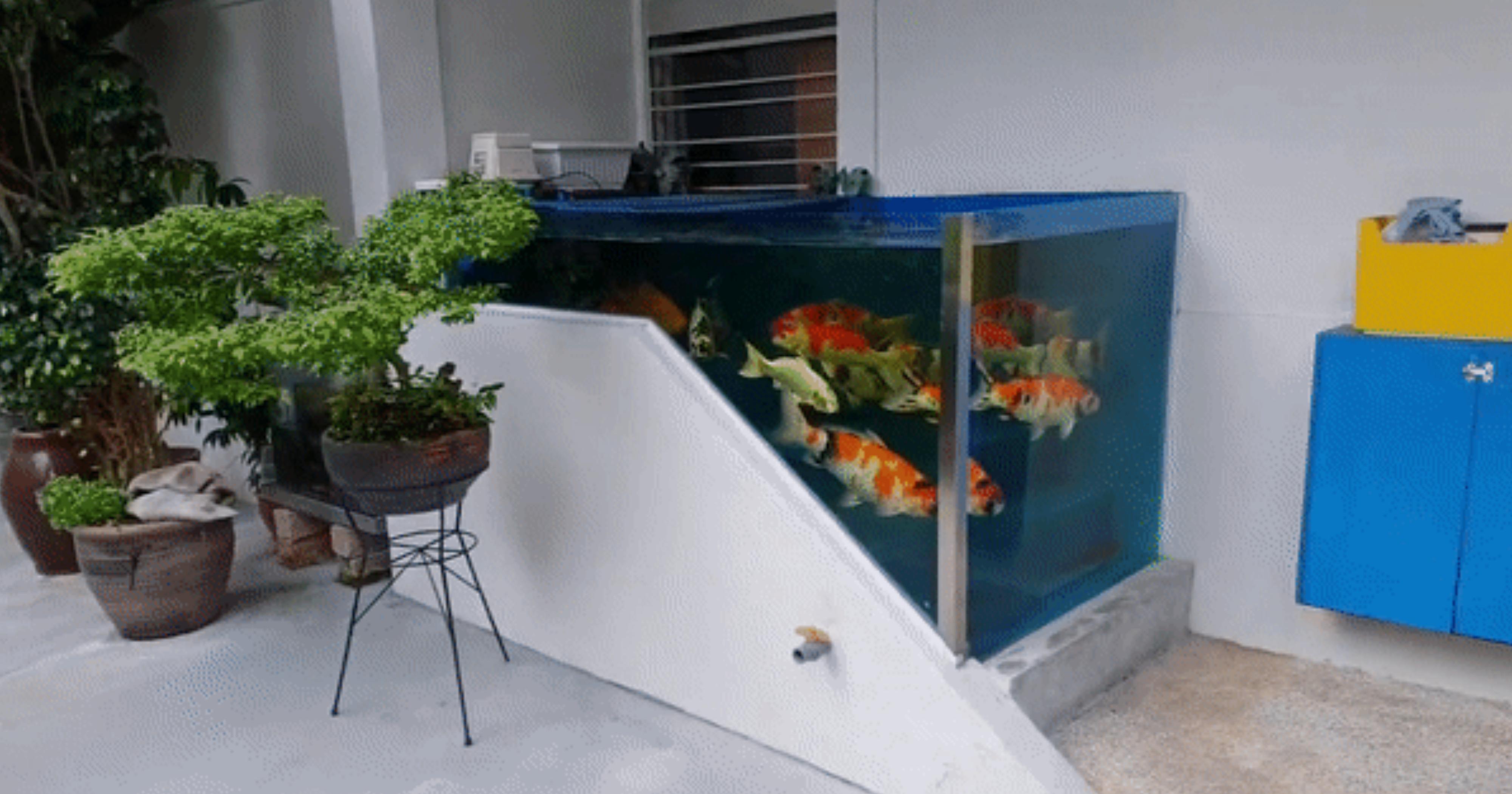 Tampines flat koi pond to be removed soon, HDB rejects appeal