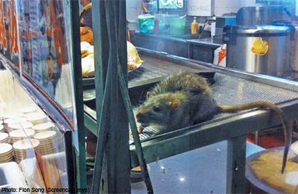 NEA investigates rats seen at Toa Payoh restaurant