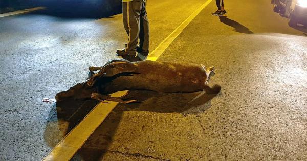 Rare Sambar Deer killed by motorbike on Mandai Road