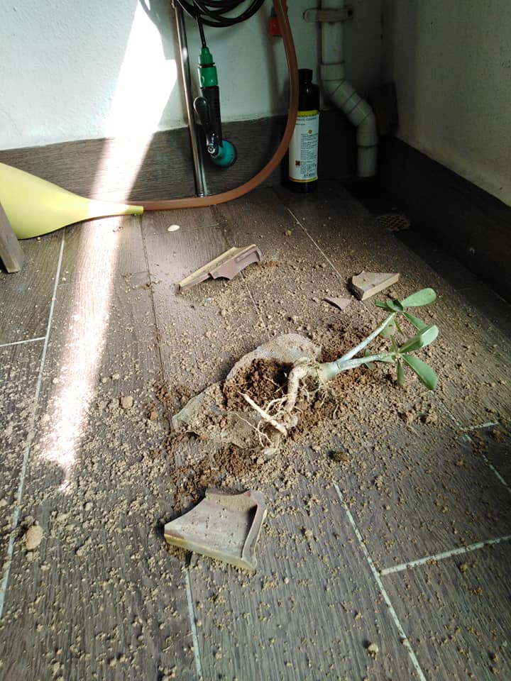 Flower Pot Falls Through Awning On To Man's Patio. Second Occurrence This Year